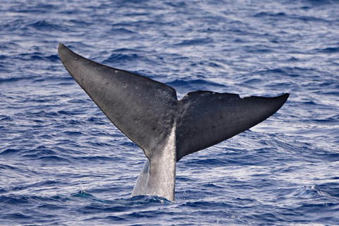 Blue Whale Perth Canyon Expedition - Accommodation Australia 11