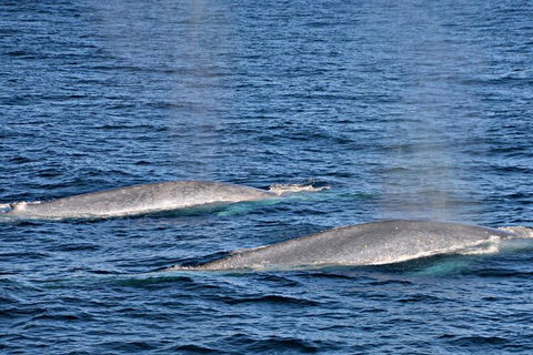 Blue Whale Perth Canyon Expedition - Accommodation Australia 8