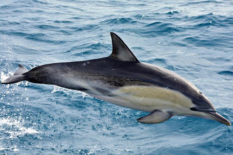 Blue Whale Perth Canyon Expedition - Accommodation Australia 7