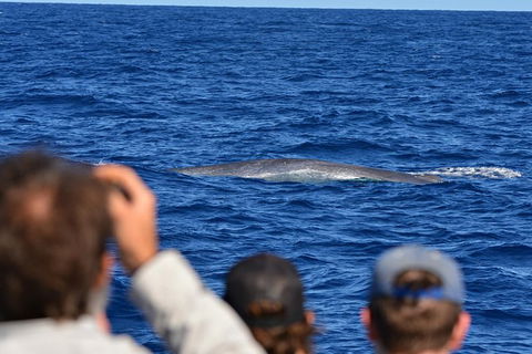 Blue Whale Perth Canyon Expedition - Accommodation Australia 13