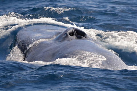 Blue Whale Perth Canyon Expedition - Accommodation Australia 3