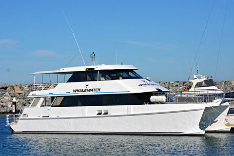 Blue Whale Perth Canyon Expedition - Accommodation Australia 6