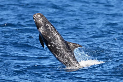 Blue Whale Perth Canyon Expedition - Accommodation Australia 10