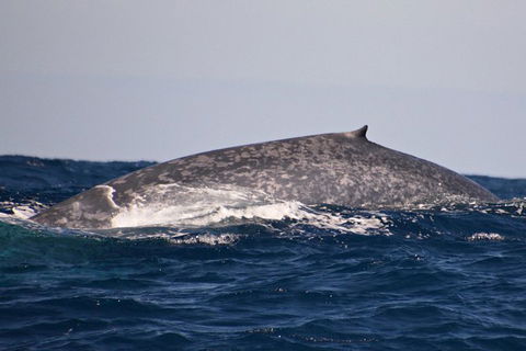 Blue Whale Perth Canyon Expedition - Accommodation Australia 9