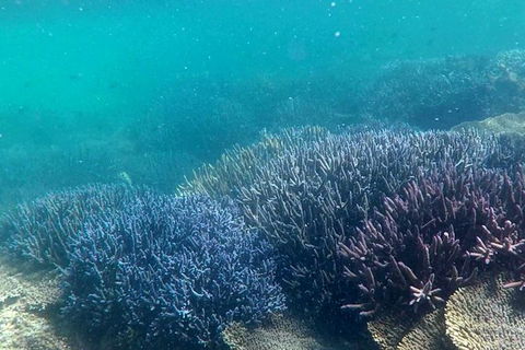 Abrolhos Island Half Day Fly And Flipper - Accommodation Australia 1