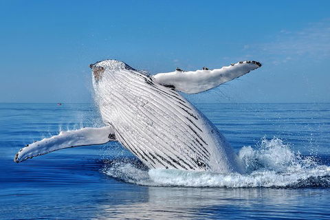 Whale Watching Dunsborough - Australia Shopping 0