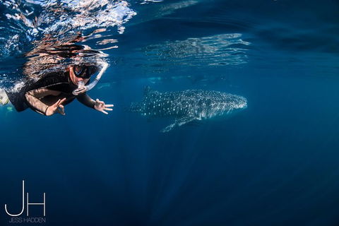 Deluxe WhaleShark Swim Tour On The Ningaloo Reef From Exmouth - Accommodation Australia 0