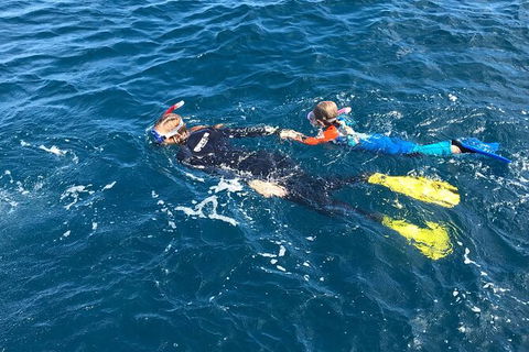 Deluxe WhaleShark Swim Tour On The Ningaloo Reef From Exmouth - Accommodation Australia 5