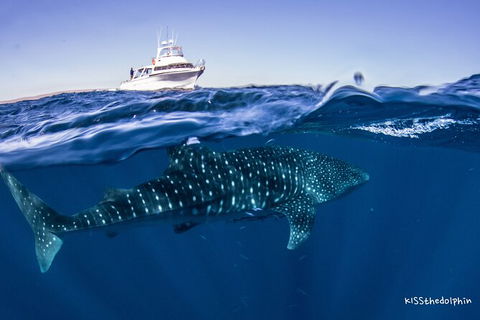 Deluxe WhaleShark Swim Tour On The Ningaloo Reef From Exmouth - Accommodation Australia 7