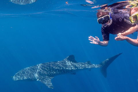 Deluxe WhaleShark Swim Tour On The Ningaloo Reef From Exmouth - Accommodation Australia 3
