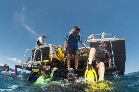 Deluxe WhaleShark Swim Tour On The Ningaloo Reef From Exmouth - Accommodation Australia 6