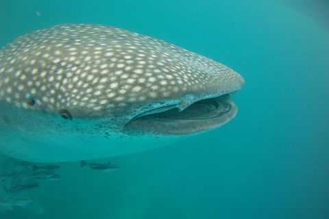 Deluxe WhaleShark Swim Tour On The Ningaloo Reef From Exmouth - Accommodation Australia 2
