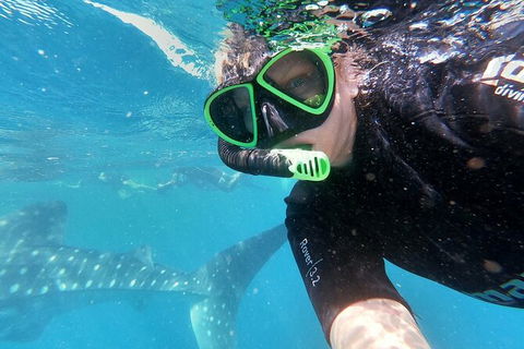 Deluxe WhaleShark Swim Tour On The Ningaloo Reef From Exmouth - Accommodation Australia 4