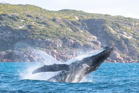 Jet Boat Whale Watching Safari From Dunsborough - Bed n Breakfasts 0