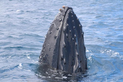 Jet Boat Whale Watching Safari From Dunsborough - Bed n Breakfasts 1