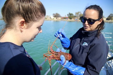 Mandurah Dolphin And Scenic Marine Cruise - Accommodation Australia 8