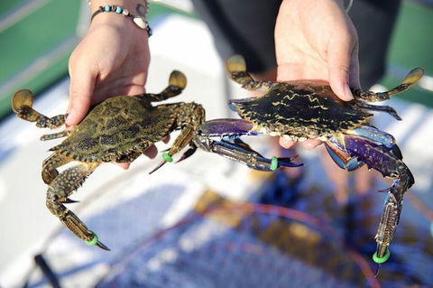 Mandurah Dolphin And Scenic Marine Cruise - Accommodation Australia 15