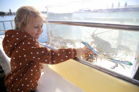 Mandurah Dolphin And Scenic Marine Cruise - Accommodation Australia 5