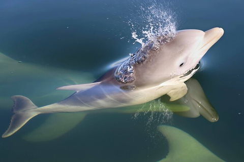 Mandurah Dolphin And Scenic Marine Cruise - Accommodation Australia 4
