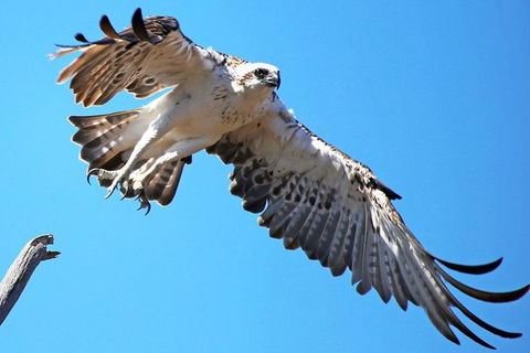 Mandurah Dolphin And Scenic Marine Cruise - Accommodation Australia 11