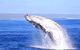 Ningaloo Reef Eco Tours - thumb 1