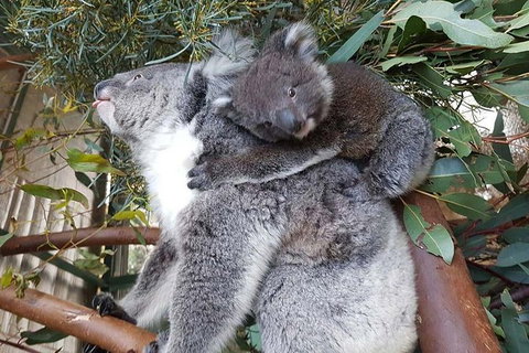 Penguin Island And Caversham Wildlife Park Day Trip From Perth - Australia Shopping 1