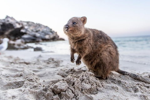 Rottnest Island All-Inclusive Grand Island Tour From Fremantle - Local Tourism 3