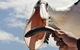 Albany Wildlife And Scenic Cruise - thumb 1
