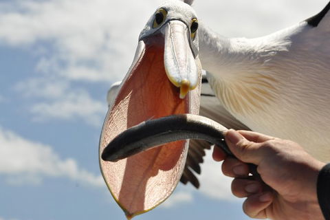 Albany Wildlife And Scenic Cruise - Accommodation Australia 5