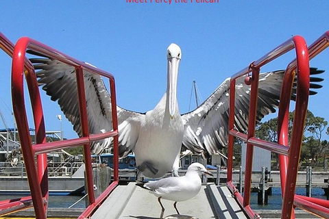 Albany Wildlife And Scenic Cruise - Accommodation Australia 2