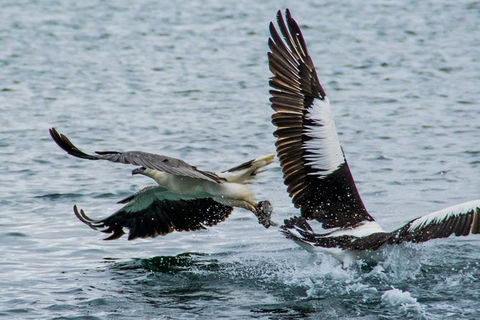 Albany Wildlife And Scenic Cruise - Accommodation Australia 4