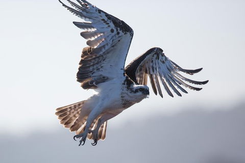 Albany Wildlife And Scenic Cruise - Accommodation Australia 6