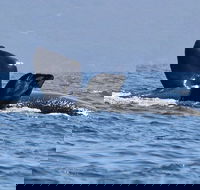 3 Hour Winter Whale Safari May - Oct around King George Sound - Local Tourism