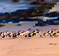 Phillip Island Penguin Parade Entry and Express Shuttle from Melbourne - Accommodation Australia