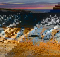 Phillip Island Tour from Melbourne - Accommodation Australia