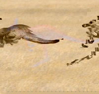 Koalas and Kangaroo in the Wild Tour from Melbourne - Accommodation Australia