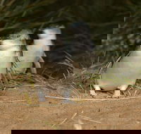 Express Expedition to Phillip Island Penguin Wildlife Encounter Evening Tour - Accommodation Australia