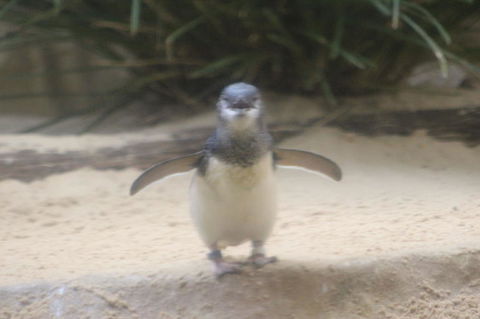 Phillip Island Ultimate Penguin Eco Tour Or Skybox Experience - Local Tourism 3