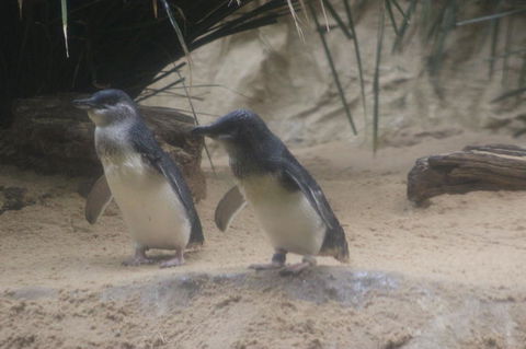 Phillip Island Ultimate Penguin Eco Tour Or Skybox Experience - Local Tourism 2