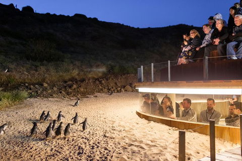 Phillip Island Ultimate Penguin Eco Tour Or Skybox Experience - Local Tourism 1