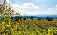 Alternative Yarra Valley Wine Tasting Tour Departing From Melbourne - thumb 4