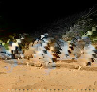 Phillip Island Penguin Parade Express Tour from Melbourne - Accommodation Australia