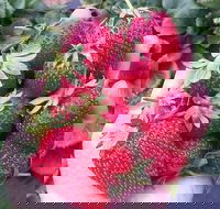Mornington Peninsula including Strawberry Farm Day Tour from Melbourne - Accommodation Australia