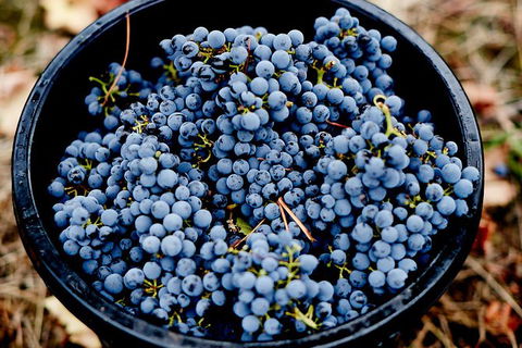 Half Day Yarra Valley Winery Day Trip From Melbourne - Accommodation Australia 4