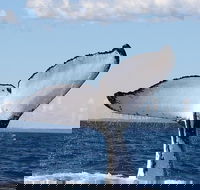 Phillip Island Whale Watching Tour - Local Tourism