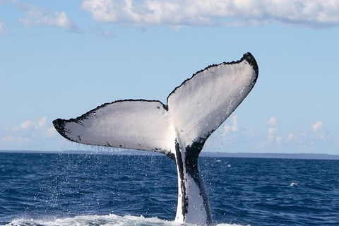Phillip Island Whale Watching Tour - Local Tourism 0