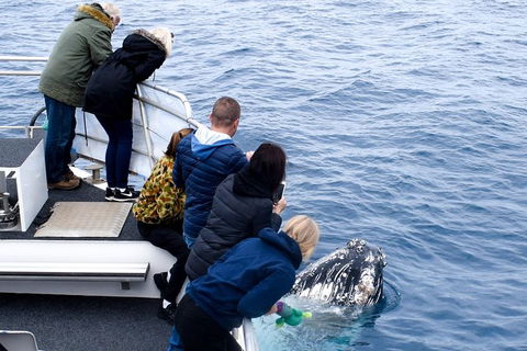 Phillip Island Whale Watching Tour - Local Tourism 7