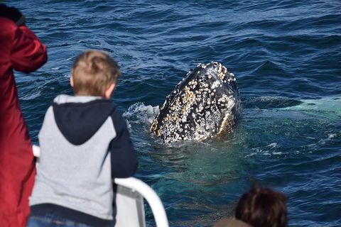 Phillip Island Whale Watching Tour - Local Tourism 8