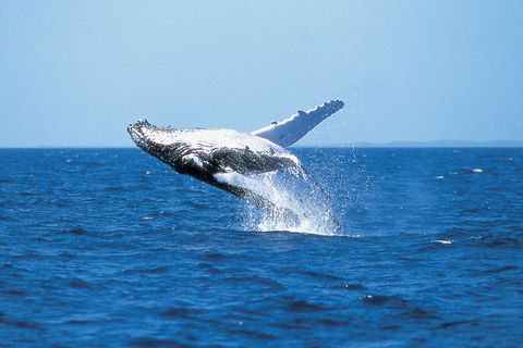 Phillip Island Whale Watching Tour - Local Tourism 3