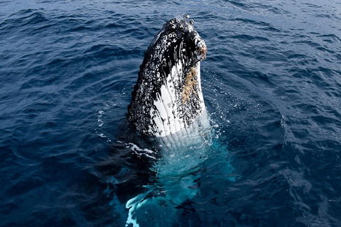 Phillip Island Whale Watching Tour - Local Tourism 6